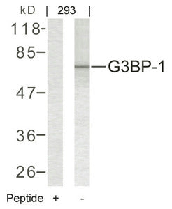 Western blot analysis of extracts from 293 cells using G3BP-1(Ab-232) Antibody and the same antibody preincubated with blocking peptide.