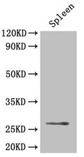 Western Blot
Positive WB detected in: Mouse spleen tissue
All lanes: BDNF antibody at 4µg/ml
Secondary
Goat polyclonal to rabbit IgG at 1/50000 dilution
Predicted band size: 28, 29, 30, 38, 32 kDa
Observed band size: 28 kDa