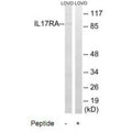 Western blot analysis of extracts from LOVO cells, using IL17RAantibody.