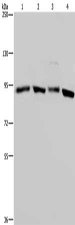 Gel: 6%SDS-PAGE, Lysate: 40 ug, Lane 1-4: Hela cells, K562 cells, mouse brain tissue, 293T cells, Primary antibody: CSB-PA058295(HSP90AA1 Antibody) at dilution 1/300, Secondary antibody: Goat anti rabbit IgG at 1/8000 dilution, Exposure time: 5 seconds