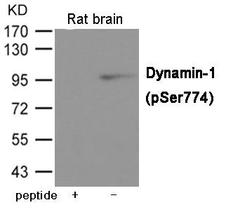 Western blot analysis of extracts from  Rat brain tissue using Dynamin-1 (Phospho-Ser774) Antibody.The lane on the left is treated with the antigen-specific peptide.