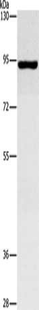 Gel: 8%SDS-PAGE, Lysate: 40 ug, Lane: Hela cells, Primary antibody: CSB-PA058535(MAP4K2 Antibody) at dilution 1/700, Secondary antibody: Goat anti rabbit IgG at 1/8000 dilution, Exposure time: 5 seconds