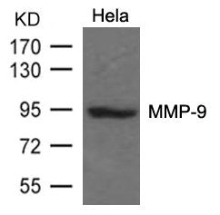 Western blot analysis of extracts from Hela cells using MMP-9 Antibody.