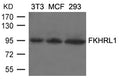 Western blot analysis of extracts from 3T3, MCF and 293 cells using FKHRL1(Ab-253) Antibody.