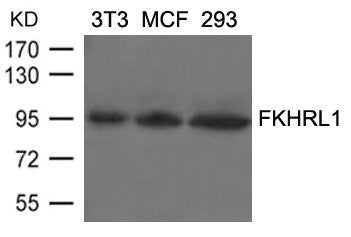 Western blot analysis of extracts from 3T3, MCF and 293 cells using FKHRL1(Ab-253) Antibody.
