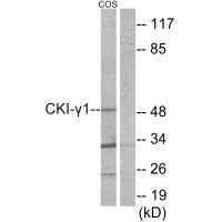 Western blot analysis of extracts from COS-7 cells, using CKI-γ1 antibody.