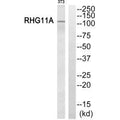 Western blot analysis of extracts from NIH/3T3 cells, using RHG11A antibody.