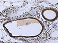 MAPRE3 Antibody – Figure 1 of 3