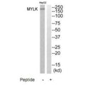 Western blot analysis of extracts from HepG2 cells, using MYLK antibody.