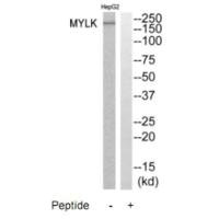 Western blot analysis of extracts from HepG2 cells, using MYLK antibody.