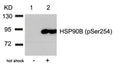 Western blot analysis of extracts from Hela cells untreated(lane 1) or treated with hot shock(lane 2) using HSP90B(Phospho-Ser254) Antibody.