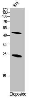 Western Blot analysis of NIH-3T3 cells using Cleaved-Caspase-1 (D210) Polyclonal Antibody