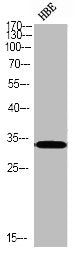 Phospho-CASP3 (S150) Antibody – Figure 1 of 1