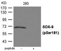 Western blot analysis of extracts from 293 cells using SOX-9 (Phospho-Ser181) Antibody.The lane on the right is treated with the antigen-specific peptide.