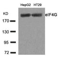 Western blot analysis of extracts from HepG2 and HT29 cells using eIF4G(Ab-1232) Antibody.