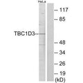 Western blot analysis of extracts from HeLa cells, using TBC1D3 antibody.
