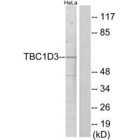 Western blot analysis of extracts from HeLa cells, using TBC1D3 antibody.