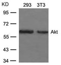 Western blot analysis of extracts from 293 and 3T3 cells using Akt(Ab-473) Antibody.