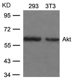 Western blot analysis of extracts from 293 and 3T3 cells using Akt(Ab-473) Antibody.