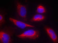 Immunofluorescence staining of methanol-fixed Hela cells using eNOS(Ab-495) Antibody.
