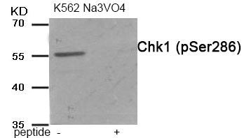 Western blot analysis of extracts from K562 cells treated with Na3VO4 using Chk1 (Phospho-Ser286) antibody.The lane on the right is treated with the antigen-specific peptide.