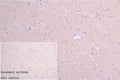 IFNA2 Antibody