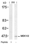 Western blot analysis of extracts from 293 cells using MEK1/MEK2(Ab-217/221) Antibody and the same antibody preincubated with blocking peptide.