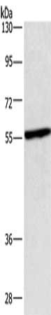 Gel: 10%SDS-PAGE, Lysate: 40 ug, Lane: Hela cells, Primary antibody: CSB-PA065973(CEP55 Antibody) at dilution 1/550, Secondary antibody: Goat anti rabbit IgG at 1/8000 dilution, Exposure time: 3 minutes