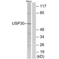 Western blot analysis of extracts from HeLa cells, using USP30 antibody.