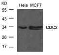 Western blot analysis of extracts from Hela and MCF cells using CDC2(Ab-15) Antibody.