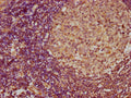 IHC image of CSB-PA06737A0Rb diluted at 1:300 and staining in paraffin-embedded human lymph node tissue performed on a Leica BondTM system. After dewaxing and hydration, antigen retrieval was mediated by high pressure in a citrate buffer (pH 6.0). Section was blocked with 10% normal goat serum 30min at RT. Then primary antibody (1% BSA) was incubated at 4°C overnight. The primary is detected by a biotinylated secondary antibody and visualized using an HRP conjugated SP system.