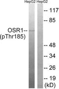 Western blot analysis of extracts from HepG2 cells treated with serum using OSR1 (Phospho-Thr185) Antibody.The lane on the right is treated with the antigen-specific peptide.