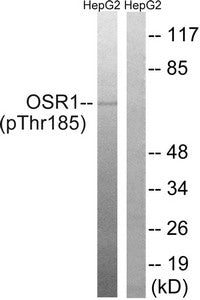 Western blot analysis of extracts from HepG2 cells treated with serum using OSR1 (Phospho-Thr185) Antibody.The lane on the right is treated with the antigen-specific peptide.