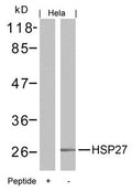 Western blot analysis of extracts from Hela cells using HSP27(Ab-15) Antibody and the same antibody preincubated with blocking peptide.