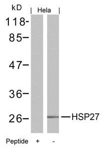 Western blot analysis of extracts from Hela cells using HSP27(Ab-15) Antibody and the same antibody preincubated with blocking peptide.