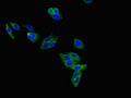 Immunofluorescent analysis of HepG2 cells using CSB-PA06809A0Rb at dilution of 1:100 and Alexa Fluor 488-congugated AffiniPure Goat Anti-Rabbit IgG(H+L)