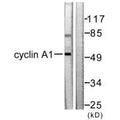 Western blot analysis of extracts from SKOV3 cells, using Cyclin A1 antibody.