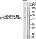 Western blot analysis of extracts from HuvEc cells using Connexin 43 (Phospho-Ser265) Antibody.The lane on the right is treated with the antigen-specific peptide.
