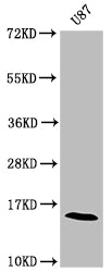Western Blot Positive WB detected in: U87 whole cell lysate  All lanes: SNCA antibody at 1:2000 Secondary Goat polyclonal to rabbit IgG at 1/50000 dilution Predicted band size: 15 kDa Observed band size: 15 kDa