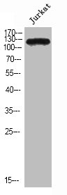 Western Blot analysis of Jurkat cells using Neuropilin-2 Polyclonal Antibody