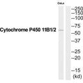 Western blot analysis of extracts from COLO205 cells, using Cytochrome P450 11B1/2 antibody.