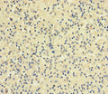 Immunohistochemistry of paraffin-embedded human spleen tissue using CSB-PA07079A0Rb at dilution of 1:100
