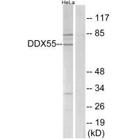 Western blot analysis of extracts from HeLa cells, using DDX55 antibody.