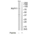 Western blot analysis of extracts from HeLa cells, using RUFY1 antibody.