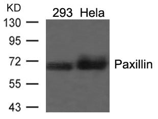 Western blot analysis of extracts from 293 and Hela cells using Paxillin(Ab-118) Antibody.