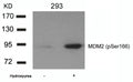 Western blot analysis of extracts from 293 cells untreated or treated with Hydroxyurea using MDM2(phospho-Ser166) Antibody.