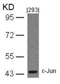 Western blot analysis of extracts from 293 cells using c-Jun(Ab-243) Antibody.