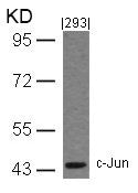 Western blot analysis of extracts from 293 cells using c-Jun(Ab-243) Antibody.