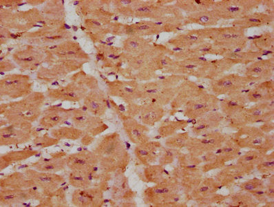 IHC image of CSB-PA07554A0Rb diluted at 1:225 and staining in paraffin-embedded human heart tissue performed on a Leica BondTM system. After dewaxing and hydration, antigen retrieval was mediated by high pressure in a citrate buffer (pH 6.0). Section was blocked with 10% normal goat serum 30min at RT. Then primary antibody (1% BSA) was incubated at 4&deg;C overnight. The primary is detected by a biotinylated secondary antibody and visualized using an HRP conjugated SP system.