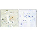 Immunohistochemistry analysis of paraffin-embedded human brain tissue, using DNA Polymerase ζ antibody.